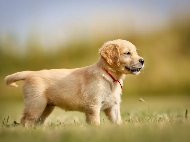 A golden retriever puppy walking through grass